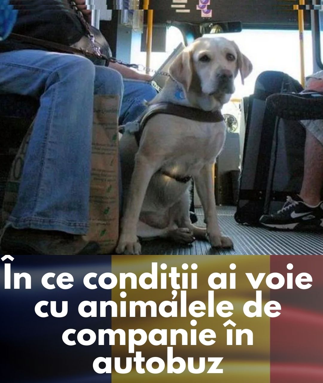 Regulile STB pentru transportul animalelor de companie în autobuz: Condițiile de călătorie explicate