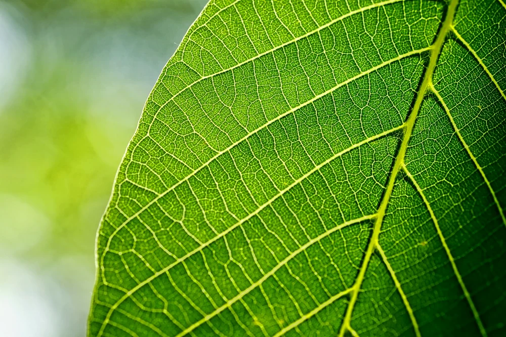 Arborele care, odată plantat în curte, aduce blestem asupra casei și familiei. Deși toți românii îl prețuiesc și îl au în curțile lor, se pare că aduce doar nenorocire