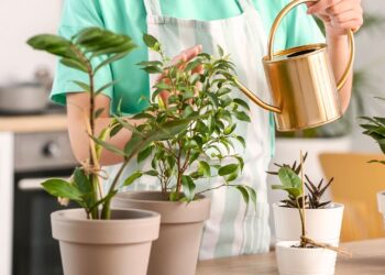 Când este momentul potrivit pentru a uda plantele. Greșeala pe care ar trebui să o eviți, conform sfaturilor grădinarilor experimentați