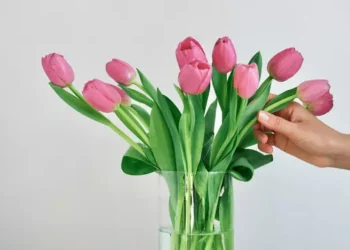 Cum să îngrijești lalelele pentru a rezista până la două săptămâni în vază. Trucuri esențiale de la florari profesioniști