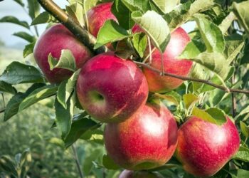 Presară asta la rădăcina merilor în aprilie și te vei bucura de cele mai frumoase și gustoase mere