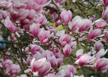 Secretele unei magnolii spectaculoase: cum să o îngrijești corect în grădină pentru o explozie de flori. Trucul dezvăluit de grădinarii profesioniști