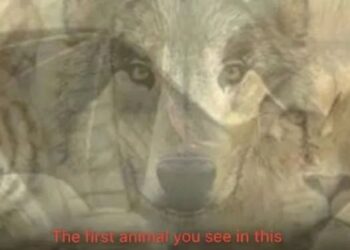 Primul animal pe care îl vezi în această imagine îți va dezvălui cine ești cu adevărat…