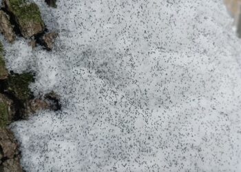 Apar din senin pe ger năprasnic! Misterul insectelor negre care îi sperie pe români