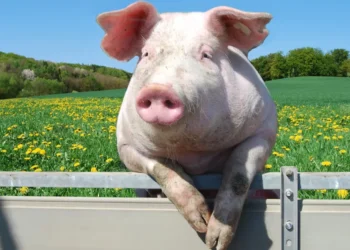 Un incident ieșit din comun a lăsat mii de oameni fără electricitate. Celebra expresie „când o zbura porcul” a devenit realitate. Un porc a ajuns să zboare, la propriu!