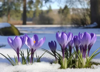 Primăvară capricioasă, cu surprize… de iarnă. Meteorologii avertizează că ar putea ninge chiar și în luna aprilie