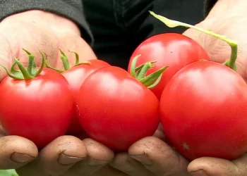 Din martie, roșiile românești ajung pe tarabe. Un kilogram costă mai mult decât te-ai aștepta