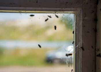 Semnal de alarmă! INSECTA care a pus stăpânire pe București în plin val de căldură