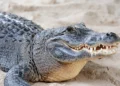 Incident Ș0CANT într-o grădină zoologică! Copil de 3 ani, căzut în țarcul crocodililor