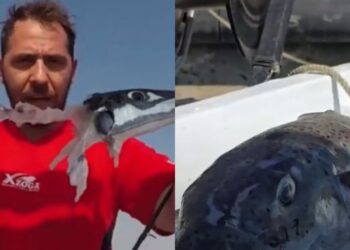 ALERTĂ pentru turiștii aflați în Grecia! Peștele toxic care ajunge la mal și mușcă oamenii