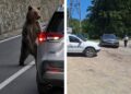 Ursul care a băgat SPAIMA într-o șoferiță. Animalul a spart geamul mașinii și a…