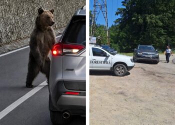 Ursul care a băgat SPAIMA într-o șoferiță. Animalul a spart geamul mașinii și a…