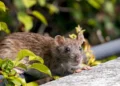 Caz ș0cant în București! Un bărbat, mușcat de un șobolan, a…