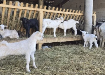 CARANTINĂ la nivel național pentru 30 de zile din cauza…