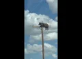 Imagini spectaculoase! Un urs s-a urcat pe un stâlp de electricitate și a…