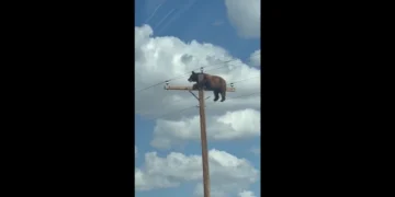 Imagini spectaculoase! Un urs s-a urcat pe un stâlp de electricitate și a…