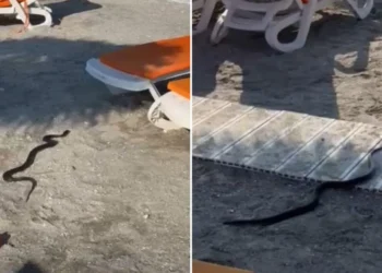 Alertă pe litoral! Un șarpe de 1,5 metri a apărut pe o plajă din…